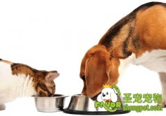 引起宠物挑食的原因有哪些
