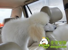 训练狗狗乘车的方法及注意事项