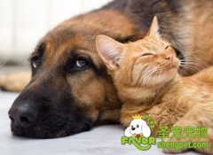 猫咪与狗狗不和的原因