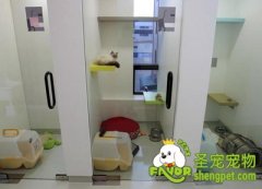 宠物寄养前需要做好哪些准备