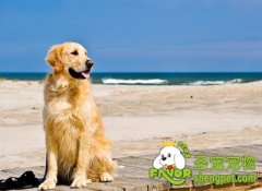 带狗狗旅行的准备及注意事项