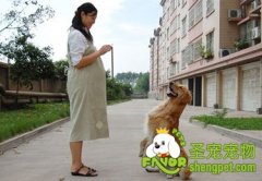 准妈妈可以养狗狗吗？需要注意什么？