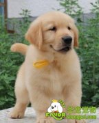 金毛怎么做美容