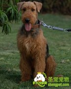 怎么给万能梗做美容