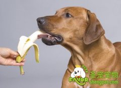 给狗狗吃素食的注意事项