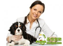 怎样让狗狗与医生保持良好的关系