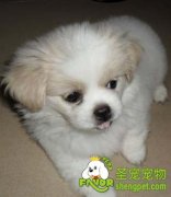 如何帮狗狗除皮屑的4个方法