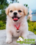 狗狗老是吐舌头怎么办