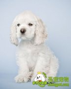 冬天如何处理狗狗的犬毛