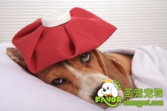 狗狗意外的急救法