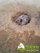 怎么让狗狗不再乱挖洞