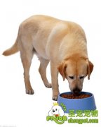 挑选狗粮需要注意哪些