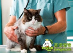 引起猫咪呕吐的原因