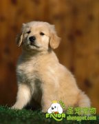 狗狗身上的异味怎么清除