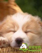 怎么提高狗狗的睡眠质量