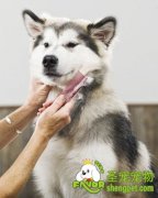 冬天怎么给狗狗梳毛最好