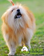 老年犬喂养的健康指南