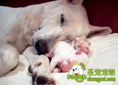 狗狗缺钙会有哪些表现