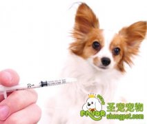 给狗狗打疫苗需要了解哪些