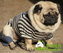 冬季爱犬如何预防感冒