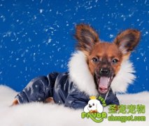 幼犬在冬季的饲养方法和技巧