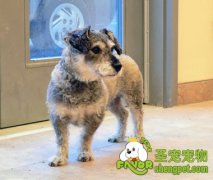 冬季饲养狗狗需要注意哪些伤害