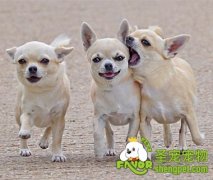 吉娃娃发情有哪些征兆