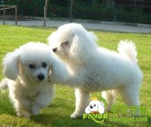 怎么训练狗狗不再扒人