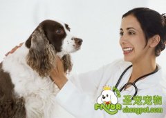 关注狗狗关节需要注意哪些问题