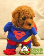 冬季狗狗怎么预防疾病