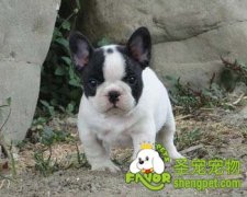 纯种斗牛犬的挑选技巧