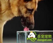 狗狗冬季喝水需要注意什么