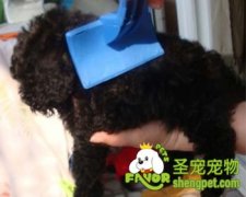 泰迪犬的毛发打结怎么处理