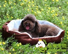 给爱犬挑选狗窝垫的方法