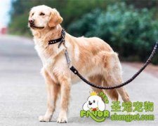 怎么给爱犬挑选合适的狗链子