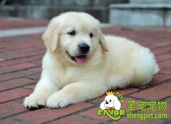 幼犬的训练与照顾方法