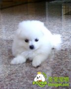 狗狗不同叫声的含义