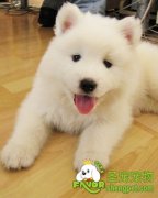 冬季狗狗要预防腹泻