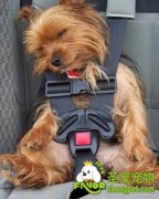 带狗狗自驾游需要准备的东西