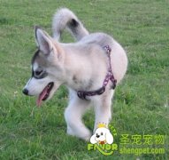 哈士奇为什么跟谁都走