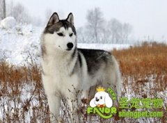 哈士奇换毛期间如何养护