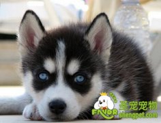 哈士奇能关笼子里养吗