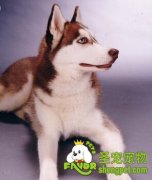 怎么和哈士奇培养感情