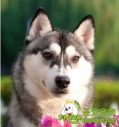 哈士奇习性的劣势和优势