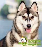 哈士奇怀孕了应该怎么照顾