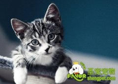 猫瘟的症状及治疗方法