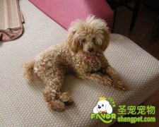 狗狗不吃东西的原因有哪些