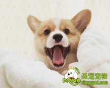 为什么狗狗一直叫和怎么解决