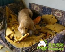 为什么狗狗会搞破坏以及怎么解决