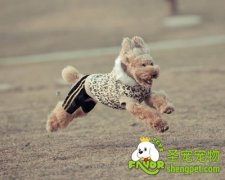 年底怎么保护好自己的狗狗